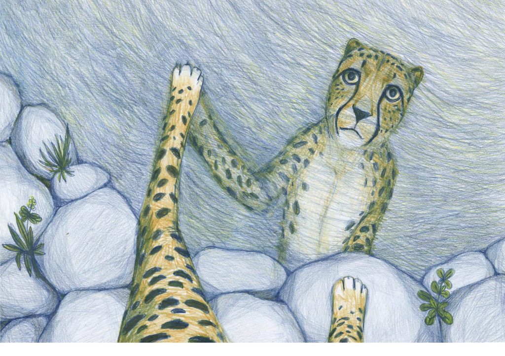 Hand-drawn colored pencil illustration of a cheetah looking at itself reflected in a lake